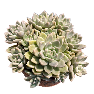 黄金璀璨 满单送小工具大颗群生多肉植物新手好养阳台防辐射盆栽