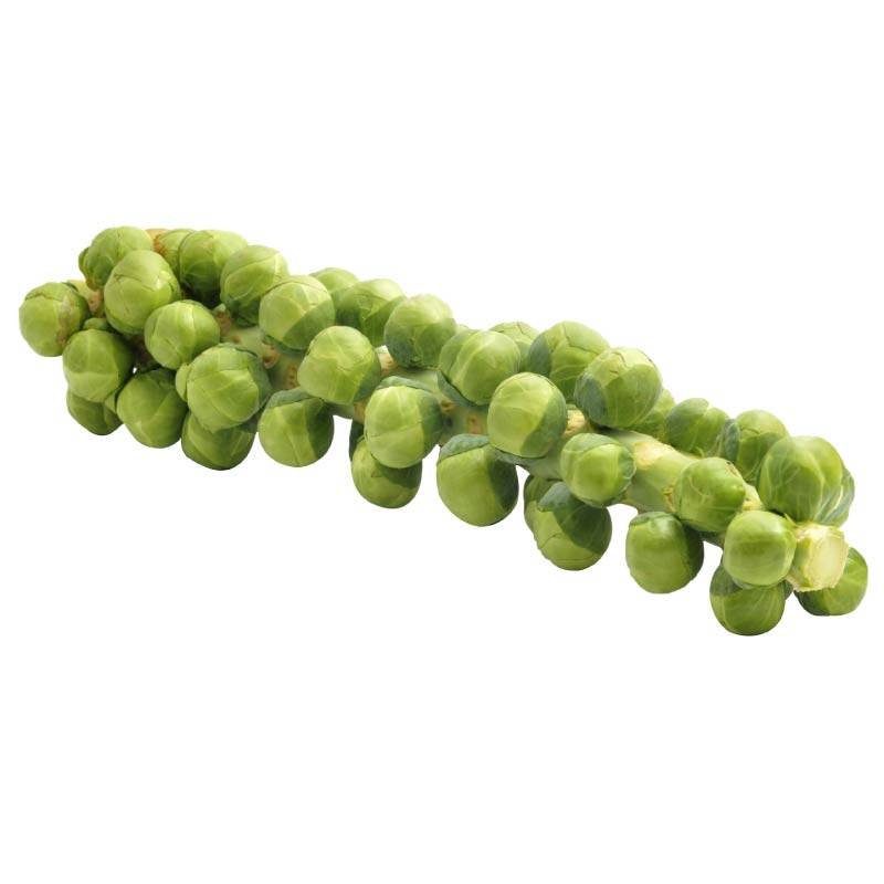 寿光高产孢子甘蓝苗秧包子甘蓝种子包菜迷你小抱子四季盆栽带土球