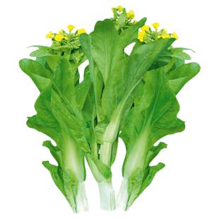 甜脆早熟白菜苔种子菜种籽秋冬季种白菜心种孑蔬菜种四季菜薹种籽