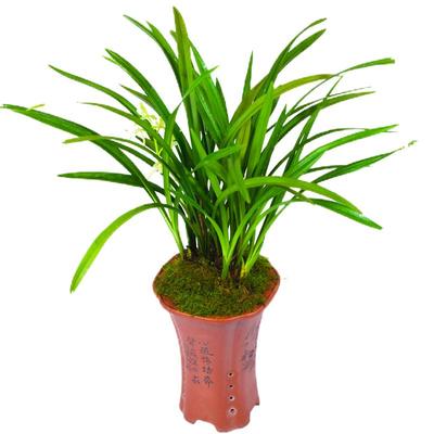 兰花盆栽植物名贵品种小叶龙岩素