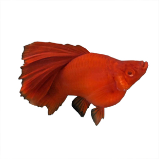 高帆狼牙帆红箭鱼红箭球红剑球鱼孕母胎生鱼下崽狂魔淡水活体包邮