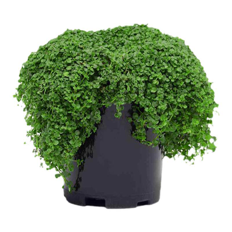 小叶迷你科西嘉薄荷种子