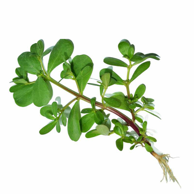 食用马齿苋种子盆栽蔬菜秋季