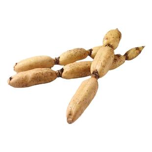 燎原莲藕热销正品藕面新鲜煲汤糯米糖藕香糯面藕凉拌脆藕现挖现发