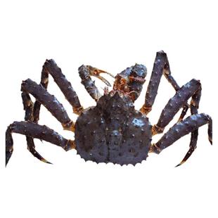 活发帝王蟹海鲜鲜活进口10斤超大精挑细选新鲜帝王蟹长脚蟹