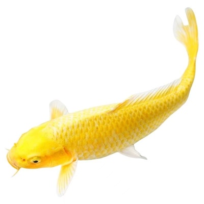 黄金锦鲤活鱼冷水鱼观赏鱼