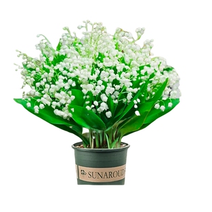 铃兰花苗盆栽成品带芽带根室内阳台桌面耐寒植物种球好养花卉绿植