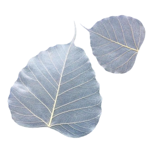 已刷胶菩提叶脉禅意真树叶标本抄经画佛像唐卡国画油画丙烯画材料