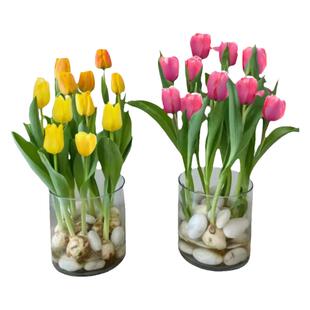 郁金香种球土培五度重瓣水培花植物室内客厅花卉种子四季好养盆栽