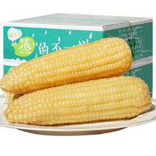 【260g/根】禾久甜鲜食粘糯粒糯玉米