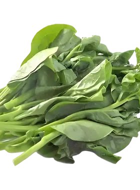 大叶木耳菜种子高钙肉厚夏天耐高温四季室外阳台盆栽农田蔬菜种籽