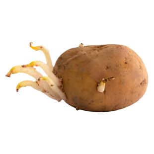 土豆种子带芽秋播湖北恩施老品种高山自留正宗黄皮黄心马铃薯种子