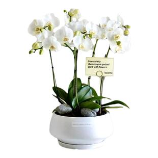 蝴蝶兰盆栽带花苞秋冬耐寒花卉绿植物办公室内客厅四季阳台开花苗