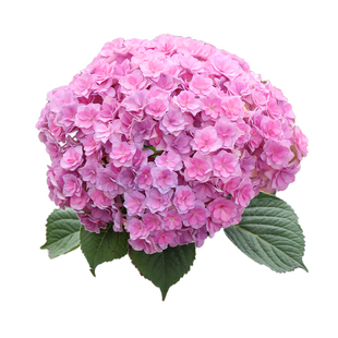 海蒂的花园绣球花太阳神殿重瓣大花好养室外阳台植物花苗花卉盆栽