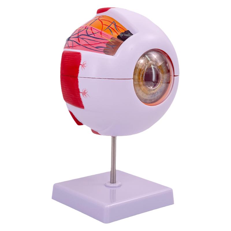 人体教学眼球解剖结构模型可拆卸儿童仿真眼睛玩具医学眼部模型图