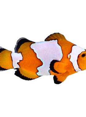 爱玩鱼水族小丑鱼人工养定检疫