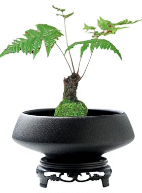 人气苔藓球花盆陶瓷中式