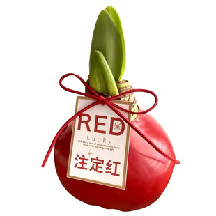 进口蜡封朱顶红种球重瓣蜡球无土栽培封蜡懒人植物新年礼物年宵花
