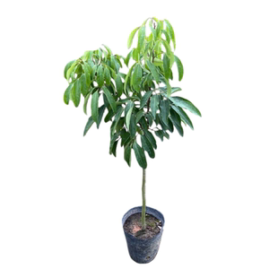 桂味荔枝树苗嫁接仙进奉妃子笑大苗桂味荔枝苗盆栽庭院南方果树苗