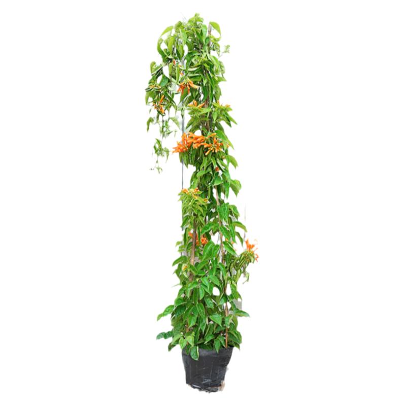 垂吊凌霄花四季庭院阳台爬藤植物