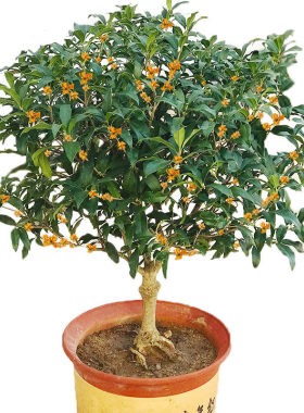 树苗盆景老桩水养易活花卉植物
