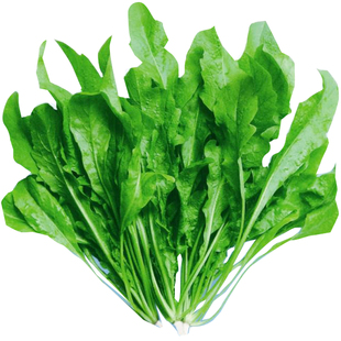 荠菜种子荠菜种籽四季野生大叶荠菜菜种子青菜野菜荠荠菜苦菜菜籽