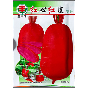 红心红皮长萝卜种子孑籽别名莱菔可生吃鲜食秋冬蔬菜庭院盆可生吃