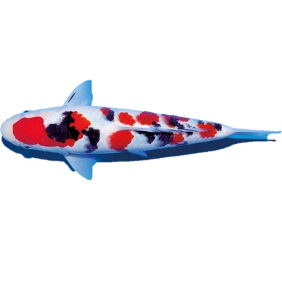 昭和大正白写观赏鱼丹顶锦鲤