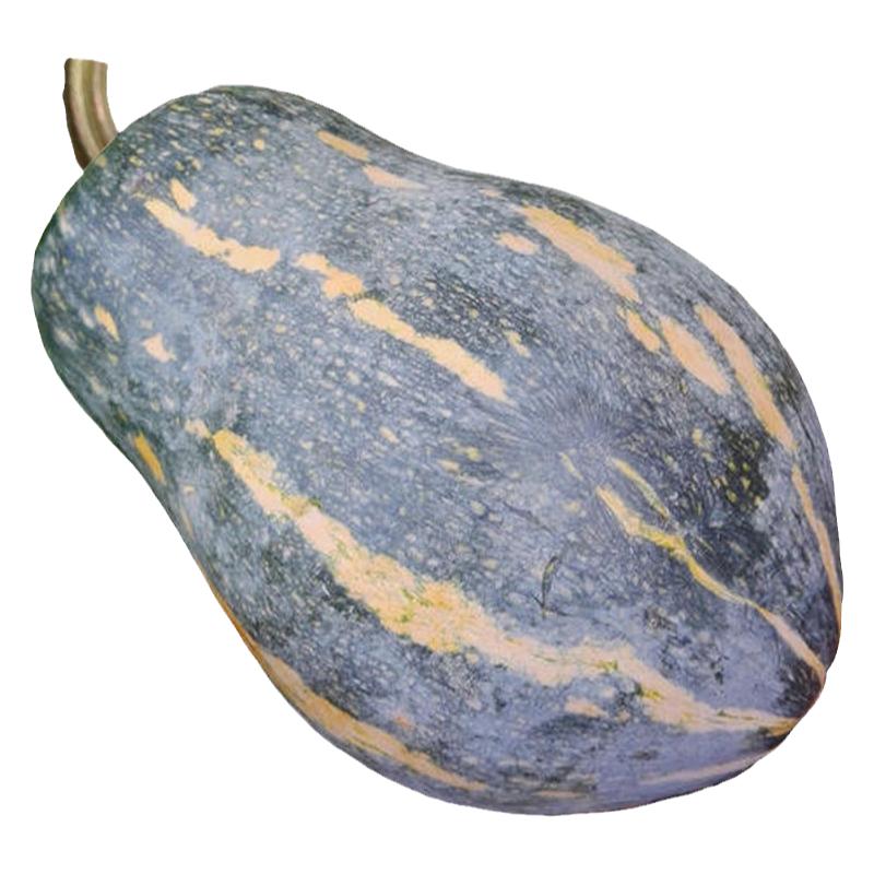 春季蔬菜苗大全秧苗菜苗