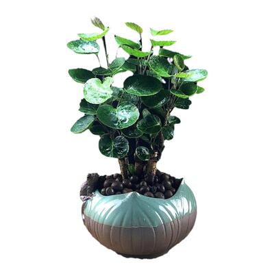 盆栽金钱兜四季常青净化空气客厅