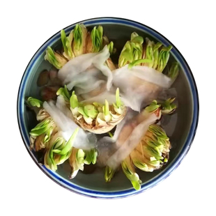 【复瓣 雕刻水仙】漳州水仙花种球精选重瓣花头水培种子水养室内