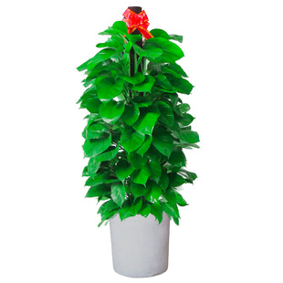 大型绿萝绿箩柱客厅落地盆栽绿植室内办公室家养植物开业乔迁上海