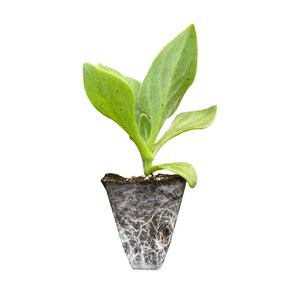 四季水晶冰菜大苗秧冰草种子带土球穴盘更大冰粒阳台盆栽爽滑脆嫩