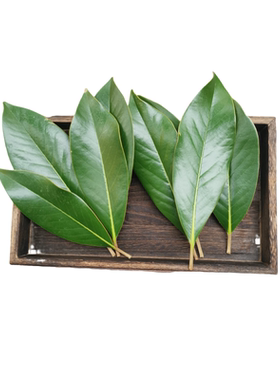 新鲜广玉兰叶荷花玉兰望春玉兰树叶花草叶植物标本材料包全国包邮