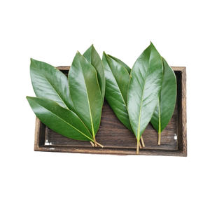 新鲜广玉兰叶荷花玉兰望春玉兰树叶花草叶植物标本材料包全国包邮