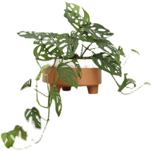 米歇尔小巨洞龟背竹藤蔓盆栽桌面绿植室内北欧ins风格植物耐阴