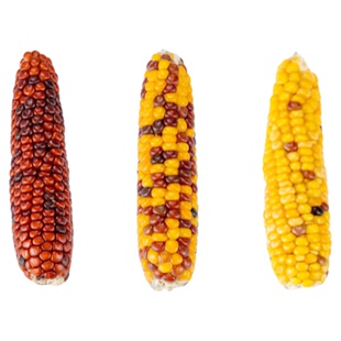 宠尚天仓鼠磨牙玉米棒零食金丝熊营养粮食大礼包仓鼠装饰造景用品