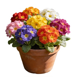 报春花盆栽带花苞重瓣花苗种子室内四季鲜花开花年宵花花卉绿植物