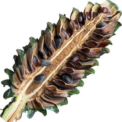 新鲜原味散装贵州松子新鲜松子