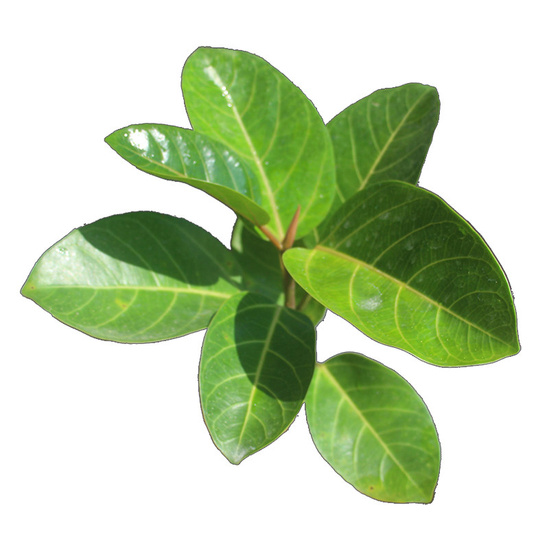 奇楠沉香小叶紫檀黄花梨金丝楠木