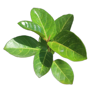 四大名贵苗木树苗正宗奇楠沉香小叶紫檀海南黄花梨金丝楠木珍稀有