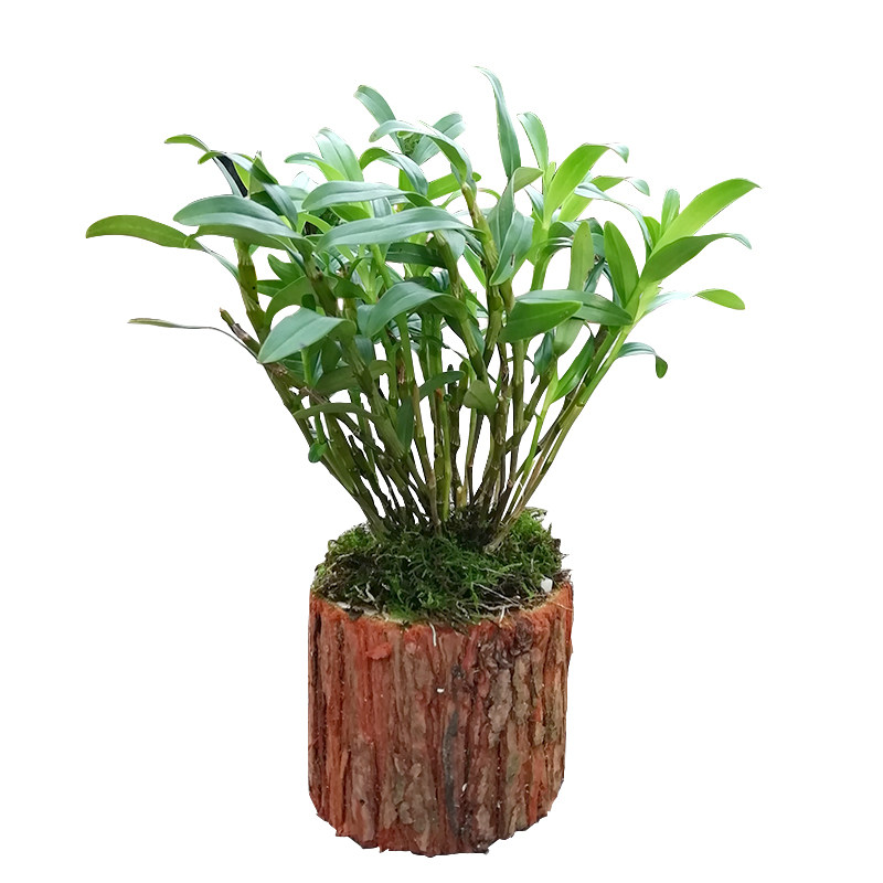 专用铁皮石斛植料原木木块松木桩