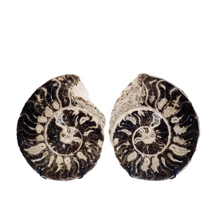 摩洛哥乳突菊石切片天然古海洋生物化石摆件儿童地质科普教学标本