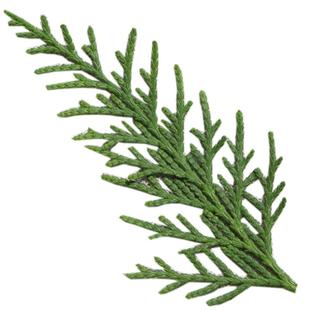 侧柏叶包邮野生5斤中药材侧伯扁柏叶新鲜侧柏叶