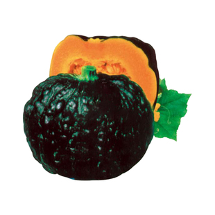 日本南瓜种子菜种子甜面黑板栗南瓜甜如蜜又面又粉又甜小疙瘩春季