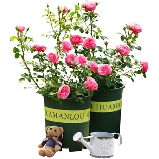 瑞典女王月季花苗阳台庭院玫瑰盆栽绿植地栽花卉大花浓香灌木花苗