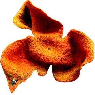 农家2025年新会特产茶坑上村围20年上老树柑珍藏大红皮陈皮干500g