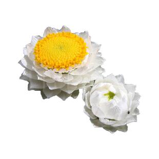 【永恒银星】银苞菊  不凋谢的纸质银白苞片 象征永恒的爱