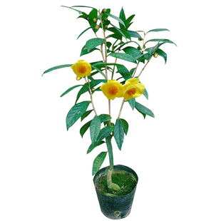 广西防城金花茶盆栽树苗带花苞金花茶盆栽 名贵金茶花苗带花苞邮