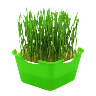 无土栽培水培土培猫薄荷草盆栽小麦草种子猫草种籽孑大麦芽苗菜苗